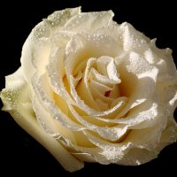 Белая роза... из лучиков света :: Dr. Olver  ( ОлегЪ )