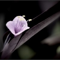 Сиреневый цветок :: Василий Хорошев