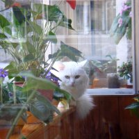 Кот и цветы. :: Елизавета Успенская