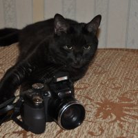 Мой кот Кузьма. :: Виталий Виницкий