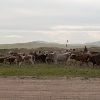 На Забайкальских степях пасутся коровы :: Ольга Антонюк