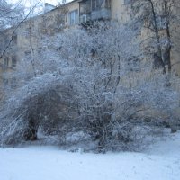 дерево в снегу :: Настюша 