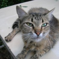 Уличный кот по имени Боб :: Daria Olhovetskaya