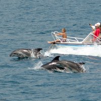 Морская прогулка с дельфинами :: Alexander Varyev