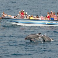 Прогулка с дельфинами :: Alexander Varyev