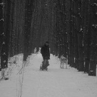 In the forest. :: Алена Дробязко 