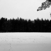 In the forest. :: Алена Дробязко 