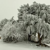 Зима, горы, туман, арча, снег :: Victor Rehemäe