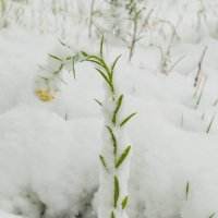 Ромашка под снегом :: Андрей Чащин