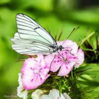 бабочка на цветке :: Егор Козлов