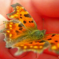 Бабочка :: Алина Лысова
