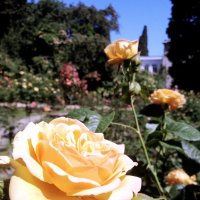 Желтая роза не символ разлуки... :: Вадим Залыгаев