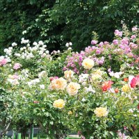 Розы в венском городском парке :: Tamara Z