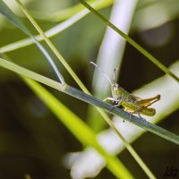 Кузнечик :: Андрей Воронкин