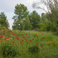 Маки..... :: Александр Манько