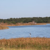 Озеро "Горькое". :: Олег Афанасьевич Сергеев