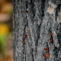 многоэтажка :: Натали Акшинцева