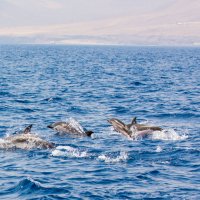 Дельфины Атлантики :: Viktor S