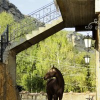 Пегий конь Карачаевской породы :: Ольга Гудым