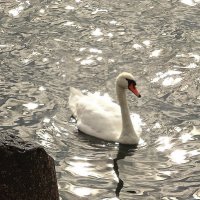 В лучах солнца. "Попрошайка" :: Маргарита Батырева