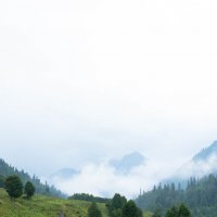 "альпийские луга" после дождя :: Андрей Наумов