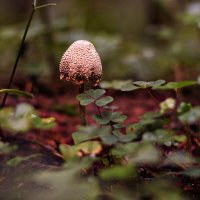 Осенний лес :: Анна Фрошгайзер