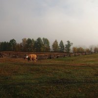 Утренние встречи... :: Александр Попов