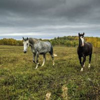 Уж небо осенью дышало... :: Владимир Хиль