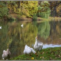 Осень :: Владимир Белов