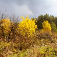 *** :: владимир осипов