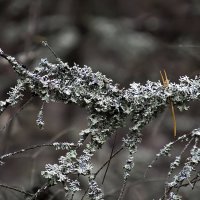 Веточка в лишайнике. :: Анатолий. Chesnavik.