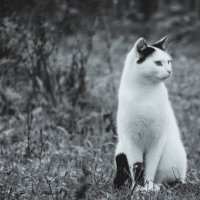 кот который не хочет сниматься :: Тася Тыжфотографиня