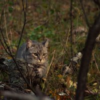 Осенний кот :: Ирина Дикая