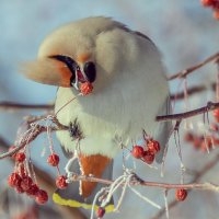 Свиристель и яблочко. :: Виктор Иванович Чернюк