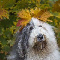 осенний портретик Манечки :: Лариса Батурова