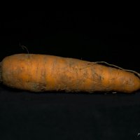 морковка :: олег 