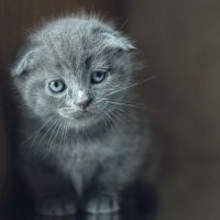 Котёнок :: Алина Репко