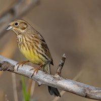 овсянка :: Игорь Голубев