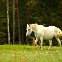 В пушкиногорских просторах :: Ирина Никифорова