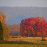 А лес,что терем расписной... :: nadyasilyuk Вознюк