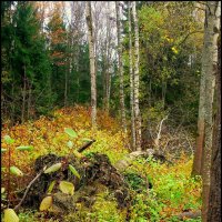 В Баболовском парке  /2/ :: Сергей 