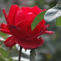 Октябрь,городские розы... :: Тамара (st.tamara)