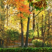 Осень в парке. :: Владимир Гилясев