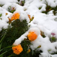 Сегодня в Алма-Ате выпал первый снег. :: Anna Gornostayeva