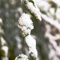 первый снег :: Олеся Зырянова