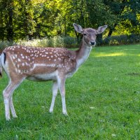 Wildpark, Düsseldorf :: Witalij Loewin