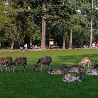 Wildpark, Düsseldorf :: Witalij Loewin