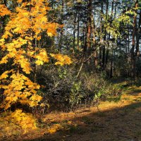 Не отсрочить осени законов... :: Лесо-Вед (Баранов)