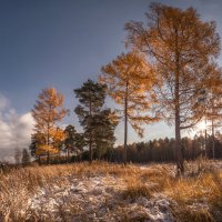 Лиственницы :: Дамир Белоколенко