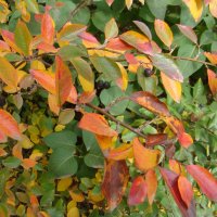 Осенние листья :: марина ковшова 